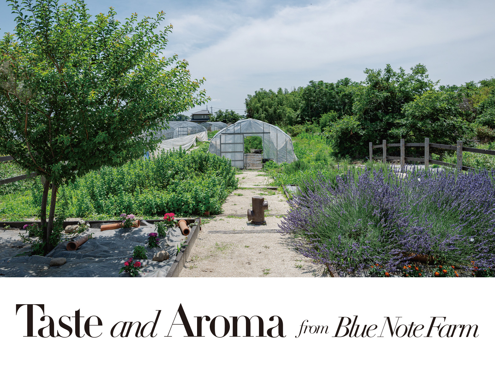【JAM vol.244】Taste and Aroma from Blue Note Farm 